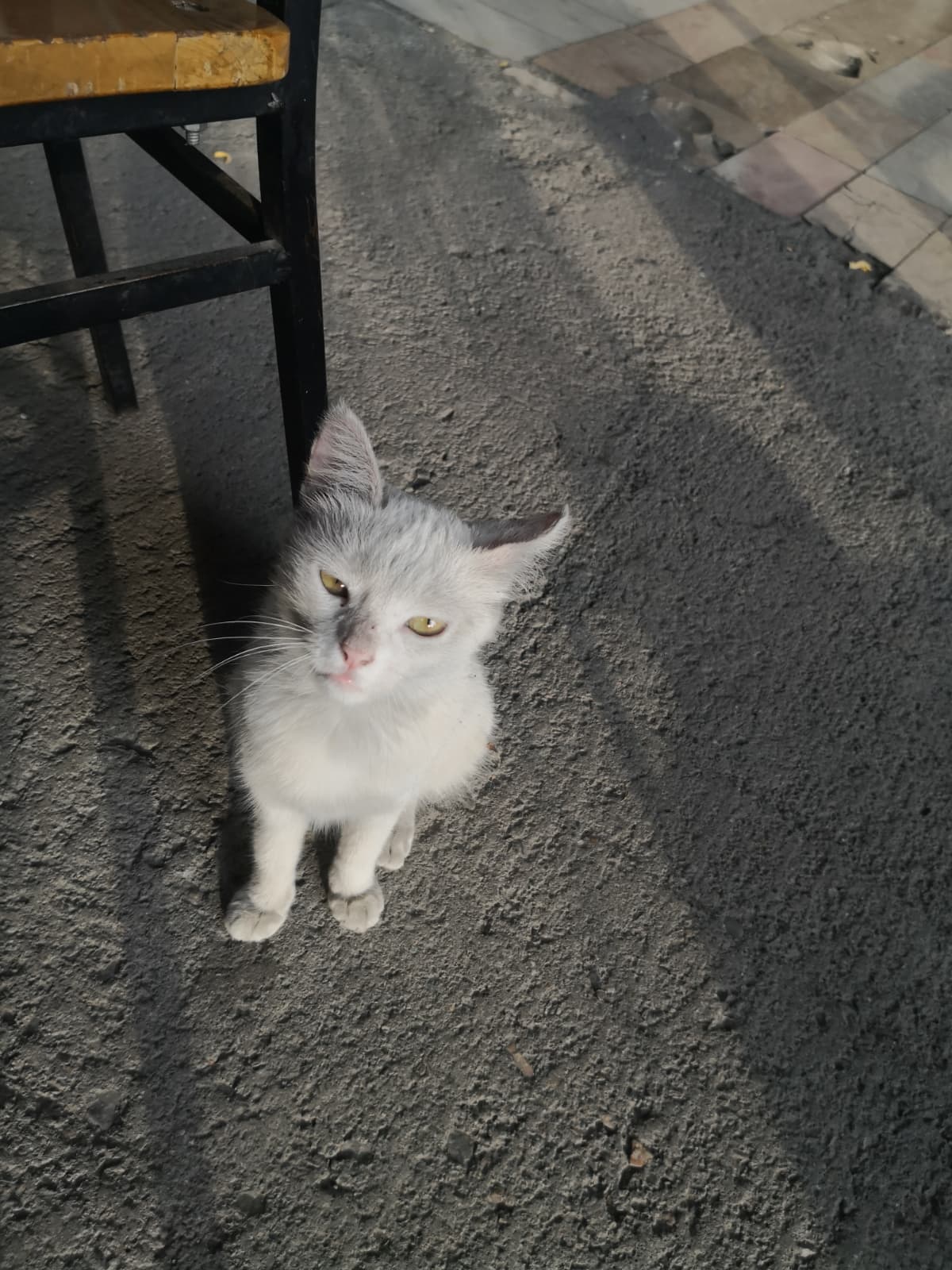 kedi